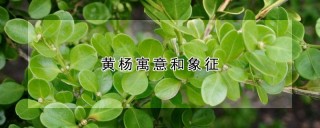 黄杨寓意和象征,第1图