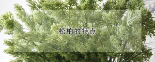 松柏的特点,第1图