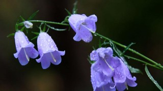 风铃花开败后怎样修剪,第1图