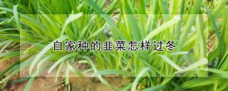 自家种的韭菜怎样过冬,第1图