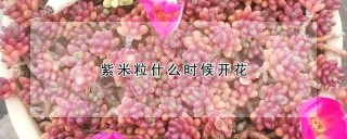 紫米粒什么时候开花,第1图