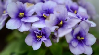 非洲紫罗兰花有毒吗,第1图