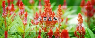 水草品种,第1图