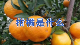 柑橘是什么,第1图