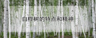 白桦树的特点和精神,第1图
