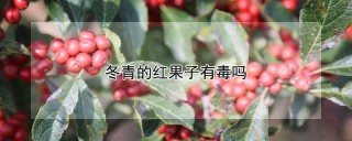 冬青的红果子有毒吗,第1图