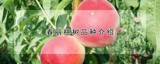 春丽桃树品种介绍,第1图