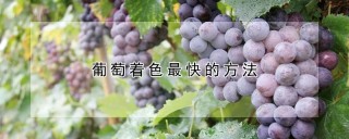 葡萄着色最快的方法,第1图