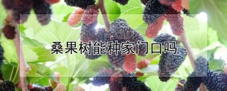 桑果树能种家门口吗,第1图