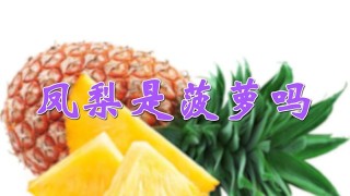 凤梨是菠萝吗,第1图