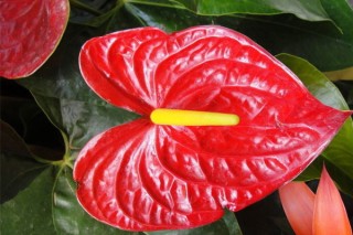 红马蹄莲花语,第2图