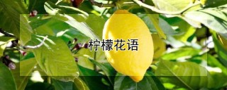 柠檬花语,第1图