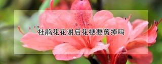 杜鹃花花谢后花梗要剪掉吗,第1图