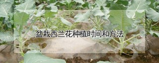 盆栽西兰花种植时间和方法,第1图