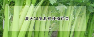 夏天35度怎样种植芹菜,第1图