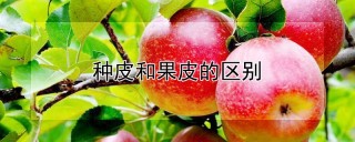 种皮和果皮的区别,第1图