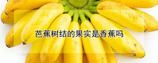 芭蕉树结的果实是香蕉吗,第1图