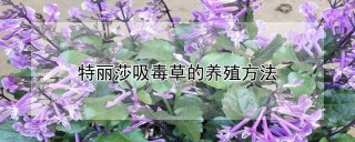 特丽莎吸毒草的养殖方法,第1图