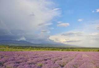 薰衣草与鼠尾草的区别，教你四种方法可变成火眼金睛,第2图