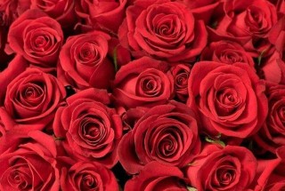 送玫瑰花朵数的含义，999朵天长地久的爱,第3图