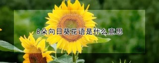 8朵向日葵花语是什么意思,第1图