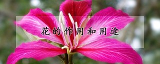 花的作用和用途,第1图