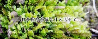 野外挖的苔藓为什么活不了,第1图