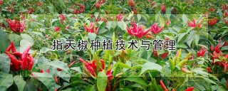 指天椒种植技术与管理,第1图