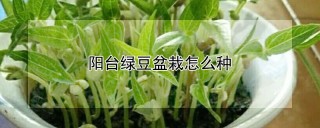 阳台绿豆盆栽怎么种,第1图