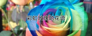 彩虹玫瑰的花语,第1图