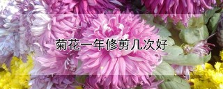 菊花一年修剪几次好,第1图