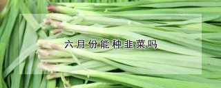 六月份能种韭菜吗,第1图