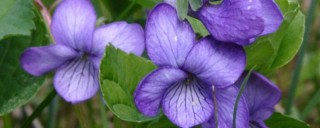 紫罗兰一盆栽几棵,第1图