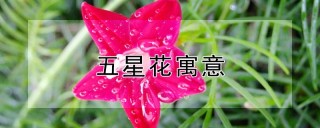 五星花寓意,第1图