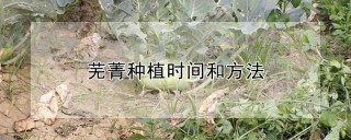 芜菁种植时间和方法,第1图