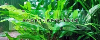 鱼缸里养什么植物可以净化水质,第1图