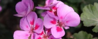 粉色紫罗兰花语是什么意思,第1图