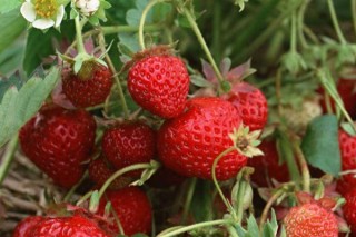 种草莓怎么种,第2图