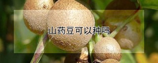 山药豆可以种吗,第1图