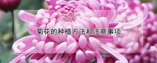 菊花的种植方法和注意事项,第1图