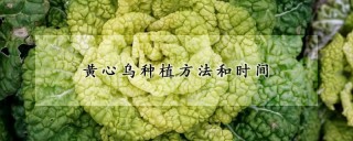 黄心乌种植方法和时间,第1图