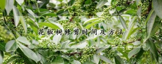 花椒树修剪时间及方法,第1图