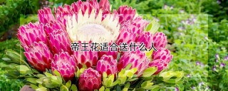 帝王花适合送什么人,第1图