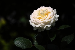 白色月季花花语,第3图