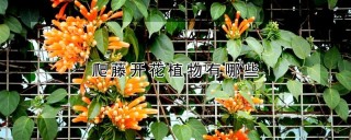 爬藤开花植物有哪些,第1图