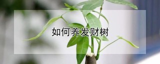 如何养发财树,第1图