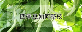 四季豆如何整枝,第1图