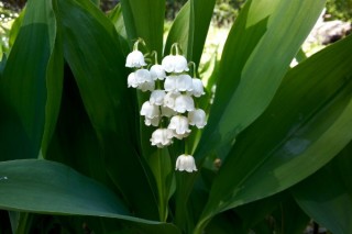 铃兰花的花语和象征,第2图