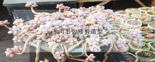 多肉怎么修剪造型,第1图