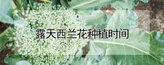 露天西兰花种植时间,第1图